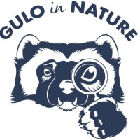 Gulo In Nature