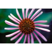 Commercial Horticulture Industry