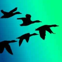 TealFinance logo - Similar company to Idecentralize Finance