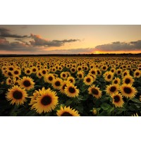 CHARTERED ACCOUNTANTS logo - Similar company to Maa Accounting & Auditing