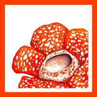 Stephen Caffyn Landscape Design logo - Similar company to Sing See Soon Floral & Landscape Pte Ltd