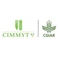 CIMMYT logo - Similar company to Icarda; International Center For Agricultural Research In The Dry Areas