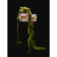 Monster & Drama Flower Art Studio founded by Cati Soldani and Andrea Kipfer logo - Similar company to Options Ch