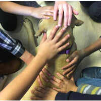 Creature Comfort Pet Therapy logo - Similar company to Lunar Cow Publishing