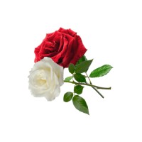 lvrsnfrnds logo - Similar company to Loopspeed