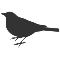Mockingbird logo - Similar company to Mockingbird