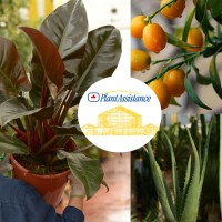Plantassistance - Fleurassistance logo - Similar company to Feuillazur