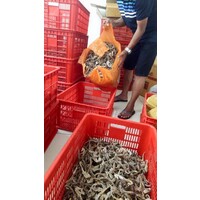 Sea/tree foodsales logo - Similar company to Aquarin Sarl