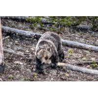 Yellowstone Critters logo - Similar company to Base Nine Studios