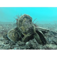 ARPROE - Action pour la Régénération en Plongée des Récifs d'Ostrea Edulis. logo - Similar company to Arcfish