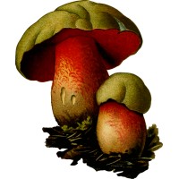 Fungiversum - Pilze in Hessen logo - Similar company to Pilze-Nagy Ltd.