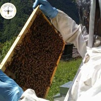 Natural Honey Worldwide logo - Similar company to Be(E) Honey