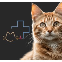 La Clinique Féline de la Cartoucherie logo - Similar company to Système D