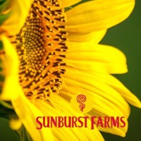 Sunburst Farms logo - Similar company to Teamwork Employment Sources, Llc