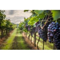 Finca las Nubes logo - Similar company to Winepoint - Wine Point Aps