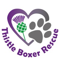Thistle Boxer Rescue logo - Similar company to Nice Rapid