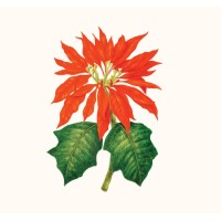 Green Cape Botanico logo - Similar company to Simetria Park