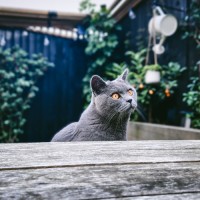 Ailuro logo - Similar company to Ailurotech