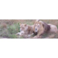 Kewlcat Web Design And Development