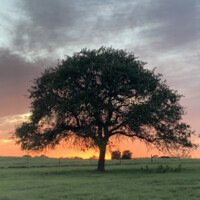 Trees of Central Texas logo - Similar company to Dynamic Green Products (Dgp)