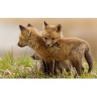 ABMedics logo - Similar company to Pulso Technology