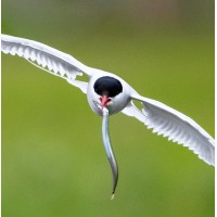 Ternaria Biosciences logo - Similar company to Axelyf