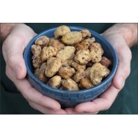 Dutch Truffle logo - Similar company to Sopaval