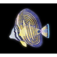 Sailfin Productions logo - Similar company to Scratch Takes