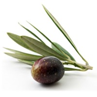 Wilson Tax Law Group, APLC