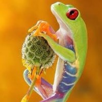 Nature is Amazing logo - Similar company to Agecomex Spa.
