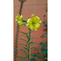 Sunce Ship Management Pte Ltd logo - Similar company to Matrix Maritime Media