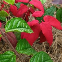 Landscaping Kampala logo - Similar company to Incpart Services Ltd