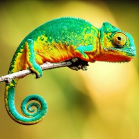 BONEFINGER logo - Similar company to Maison Dehesa