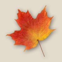 Treecrossing.Com
