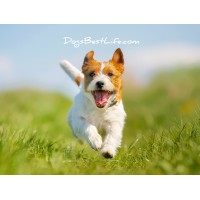 DogsBestLife.com logo - Similar company to Voi Properties