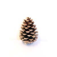Spruce Cone logo - Similar company to Dablju