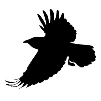 Black Bird (Websites, Communication, Marketing) logo - Similar company to Pc Comp
