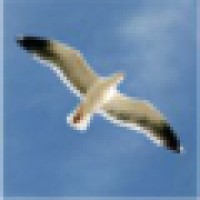 JL Seagull Power Products logo - Similar company to Col'S Calibre Educators Pvt. Ltd.,