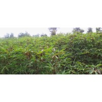 GLOFAN Agro Business Solutions logo - Similar company to Aval Agroecology  Ltd