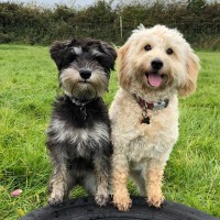 Furry Tails Dog World logo - Similar company to Furrytails