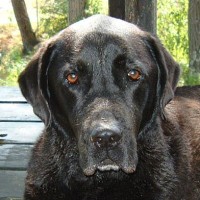 XXX logo - Similar company to Xxx