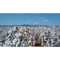 Vijay Cotton & Fibre Co. LLP logo - Similar company to Rely Paints