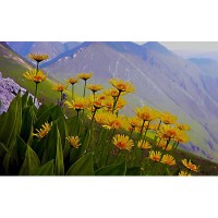 Arnica Homeopathy logo - Similar company to Homeopathy Uk