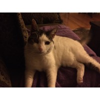 Montaña Law logo - Similar company to Haystac